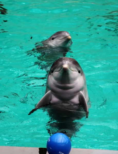 Delfín — Stock fotografie