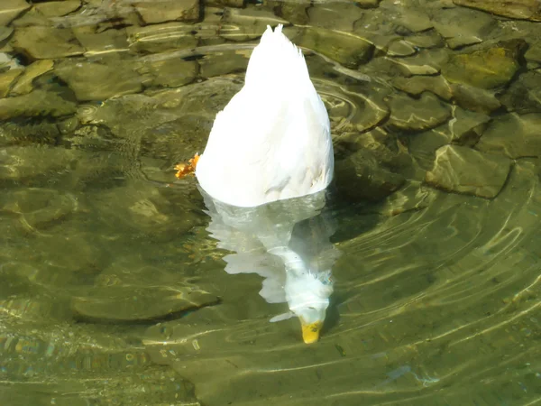Pato branco mergulho , — Fotografia de Stock