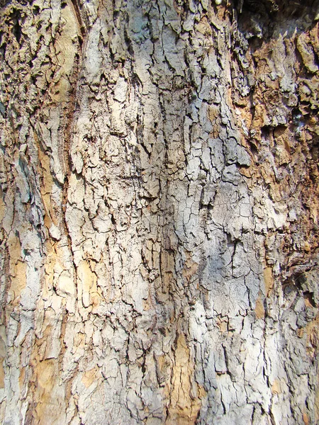 Кора дерева 1 — стокове фото
