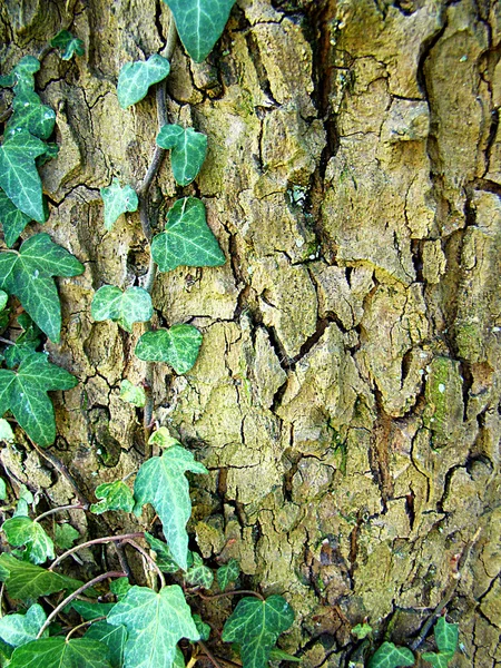 Hiedra creciendo en una corteza de árbol —  Fotos de Stock
