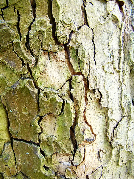 Кора дерева 2 — стоковое фото