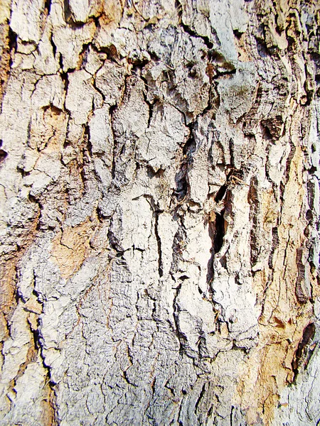Corteccia degli alberi3 — Foto Stock
