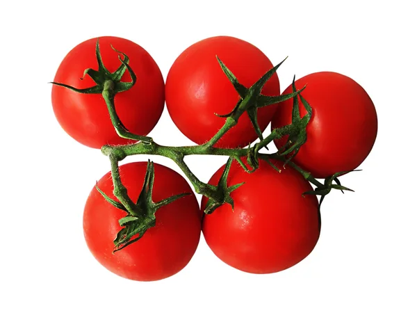 Zweig mit Tomaten — Stockfoto