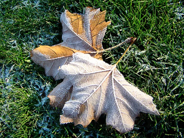 Maple leaf bir Don 6 ile kaplı — Stockfoto