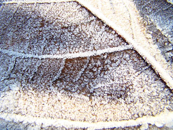 Maple leaf covered with a frost — Stock Photo, Image