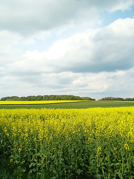Yellow fields 1 — Stock Photo, Image