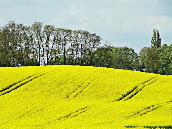 Yellow fields — Stock Photo, Image