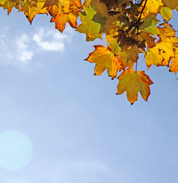 Orange maple leaves against the blue sky