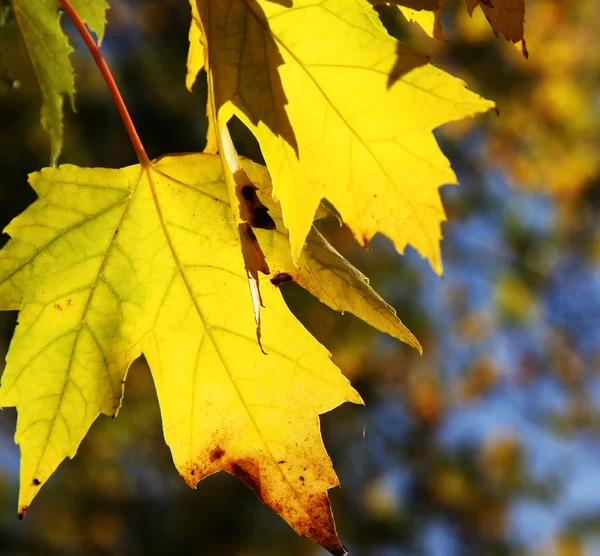 Yellow maple leaves close up — Stock Photo, Image