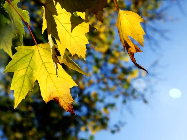Желтый клен листья близко — стоковое фото