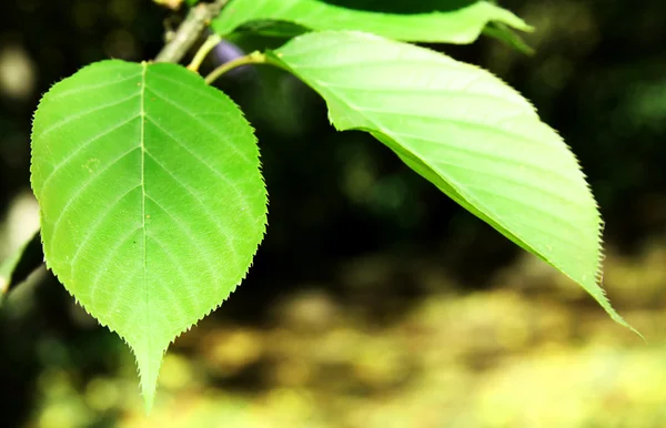 stock image Green Leaves