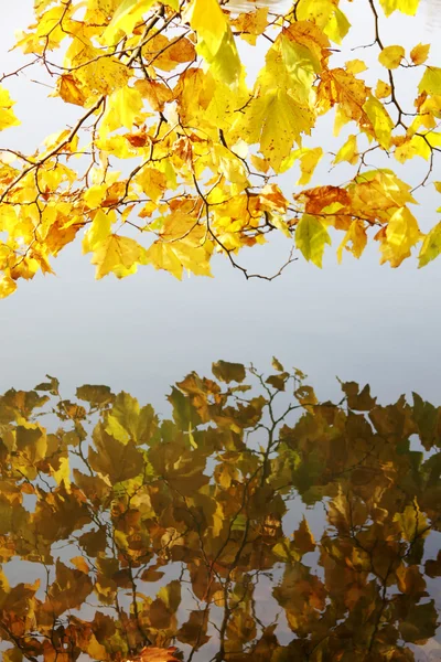 Riflessione delle foglie d'acero nell'acqua — Foto Stock