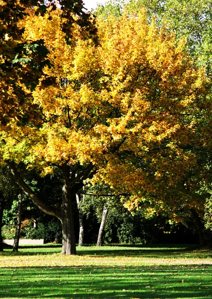 Träd i orange bladverk — Stockfoto