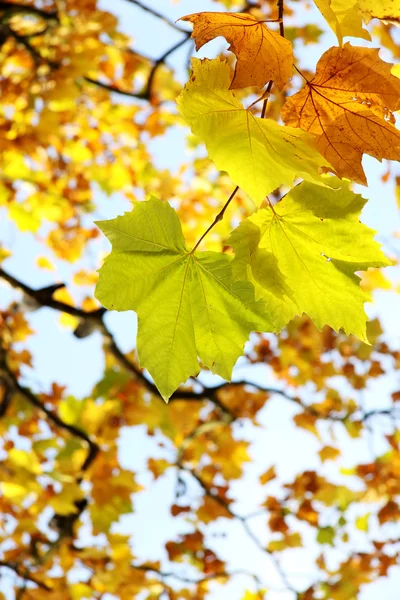 Жовтий восени листя . — стокове фото