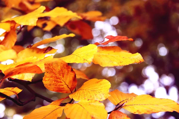 Помаранчеві листя — стокове фото