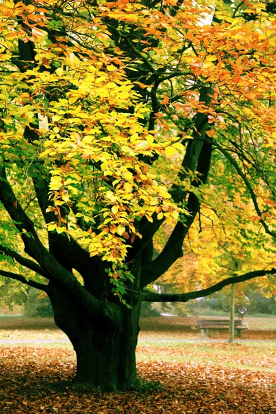 Дерево в оранжевой листве — стоковое фото