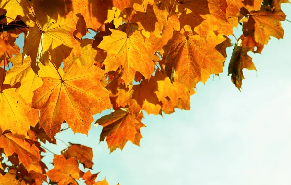 Жовтий восени листя . — стокове фото