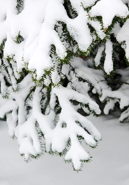 Fur-tree branch under snow — Stock Photo, Image