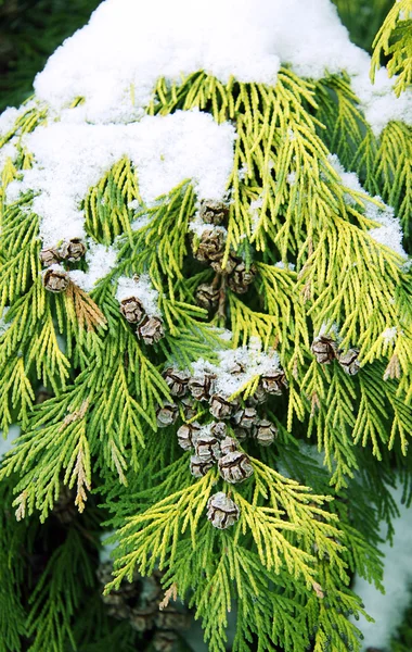 Päls-träd gren under snö — Stockfoto