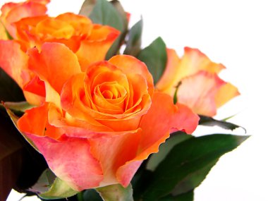 Bouquet from orange roses clipart