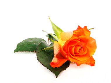 Bouquet from orange roses clipart