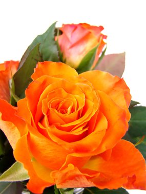 Orange rose clipart