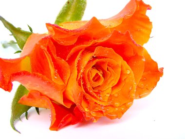 Bouquet from orange roses. clipart