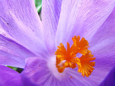 crocus, kapat.