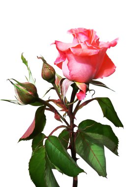 Rose with buds clipart