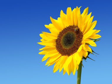 Sunflower against the dark blue sky clipart