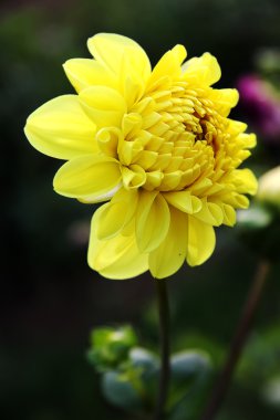 Yellow chrysanthemum clipart