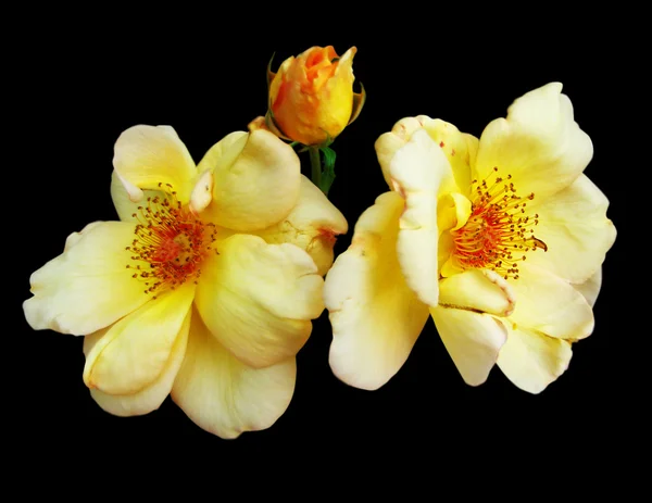 Yellow roses on a black background — Stock Photo, Image
