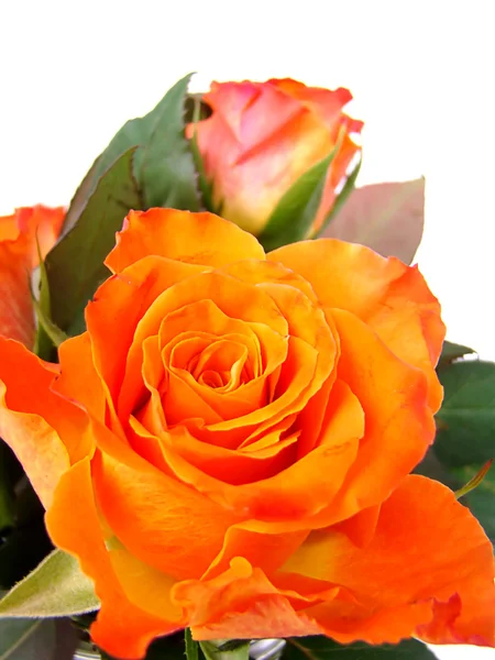 Narancssárga Rózsa주황색 로즈 — Stock Fotó