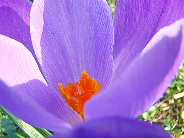 Photo d'un crocus lilas — Photo