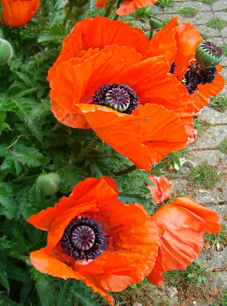 Red poppies 1 — Stock Photo, Image