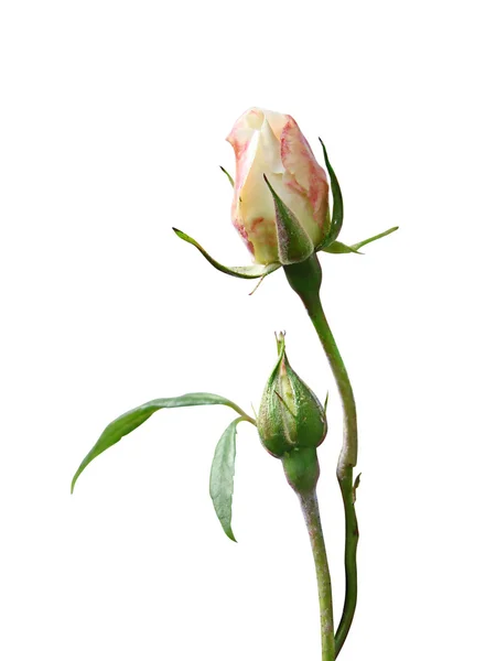 Rose 1 — Stock Photo, Image