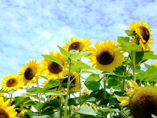 Sunflower in the field against the sky — Stock Photo, Image