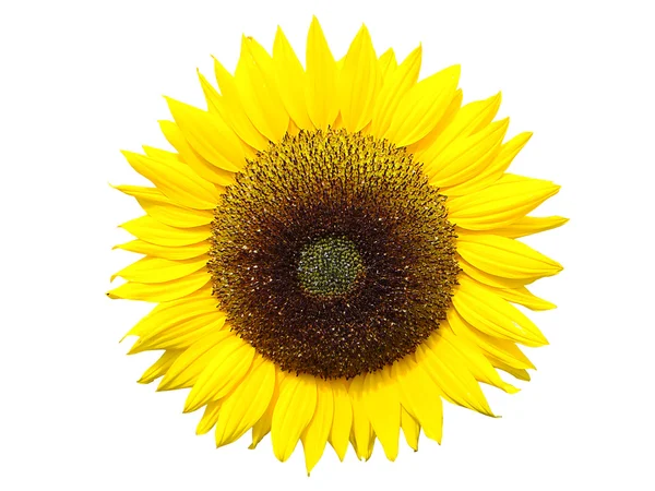 Solros blomma — Stockfoto