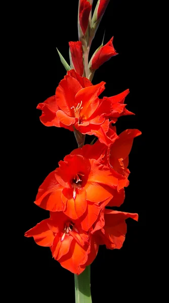 Gladiolo rosso — Foto Stock
