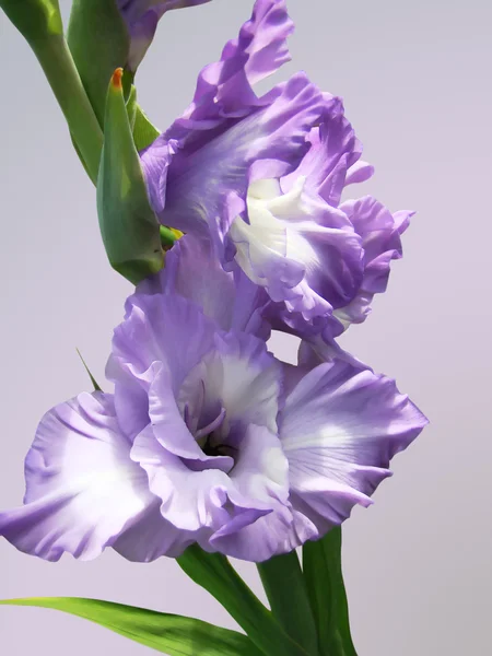 Gladiolo lila — Foto de Stock