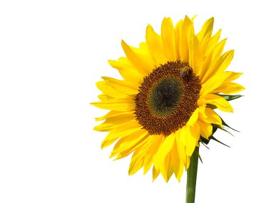 Sunflower against the dark blue sky clipart