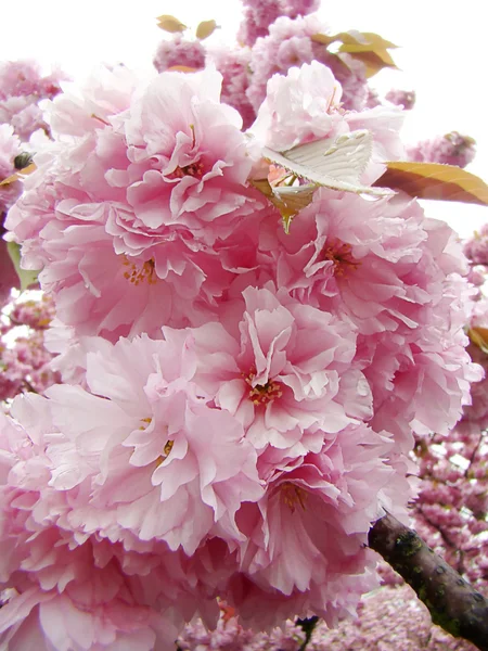 Stock image Pink flowers 2