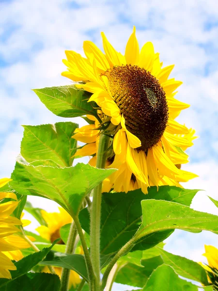 Sunflower in the field against the sky — Stock Photo, Image