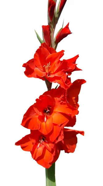 Gladiole rouge — Photo