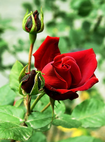 驳回芽与红玫瑰 — 图库照片