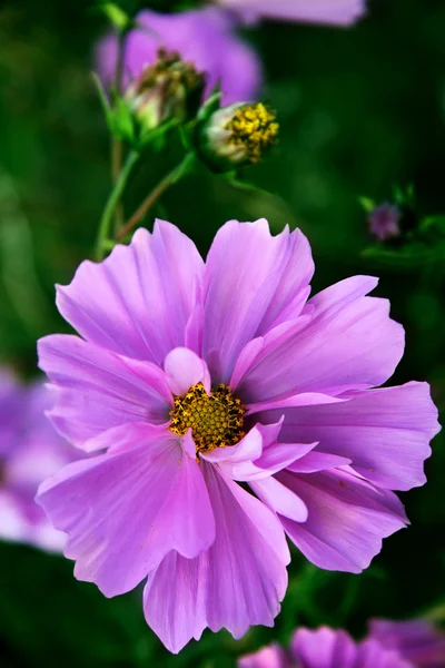 Pink flower with yellow the middle — Stock Photo, Image