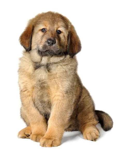 Tibetská doga štěně — Stock fotografie