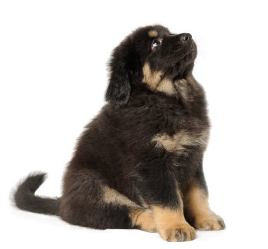 Puppy tibetan mastiff clipart