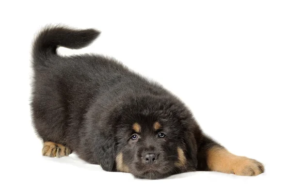 Puppy Tibetaanse mastiff — Stockfoto