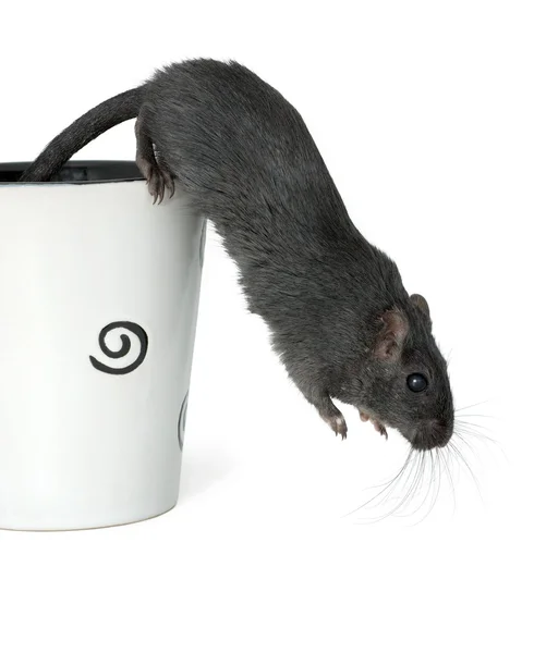 Gerbil jumping from a cup — Stock Photo, Image